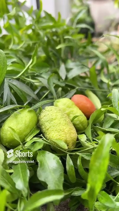 Микроцитрусы Папуана и Блад лайм #limon #citrus #лимон #цитрус #garden ...