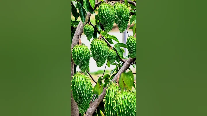 the best way to reproduce soursop trees from fruit that is not widely known.#growingfruits - DayDayNews