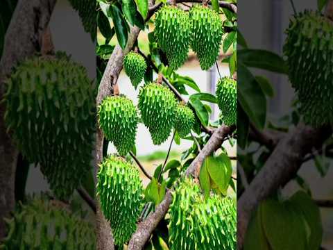 Video: Soursop-hedelmien edut – Soursop-puiden kasvattaminen