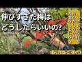 強く伸びた梅ノ木を電動剪定鋏を使って剪定します【解説付き】