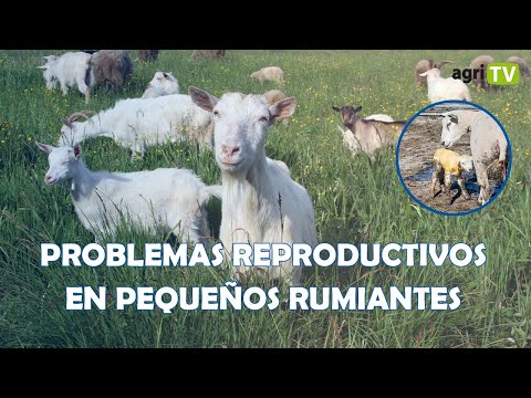 ❌Problemas REPRODUCTIVOS en pequeños RUMIANTES❌