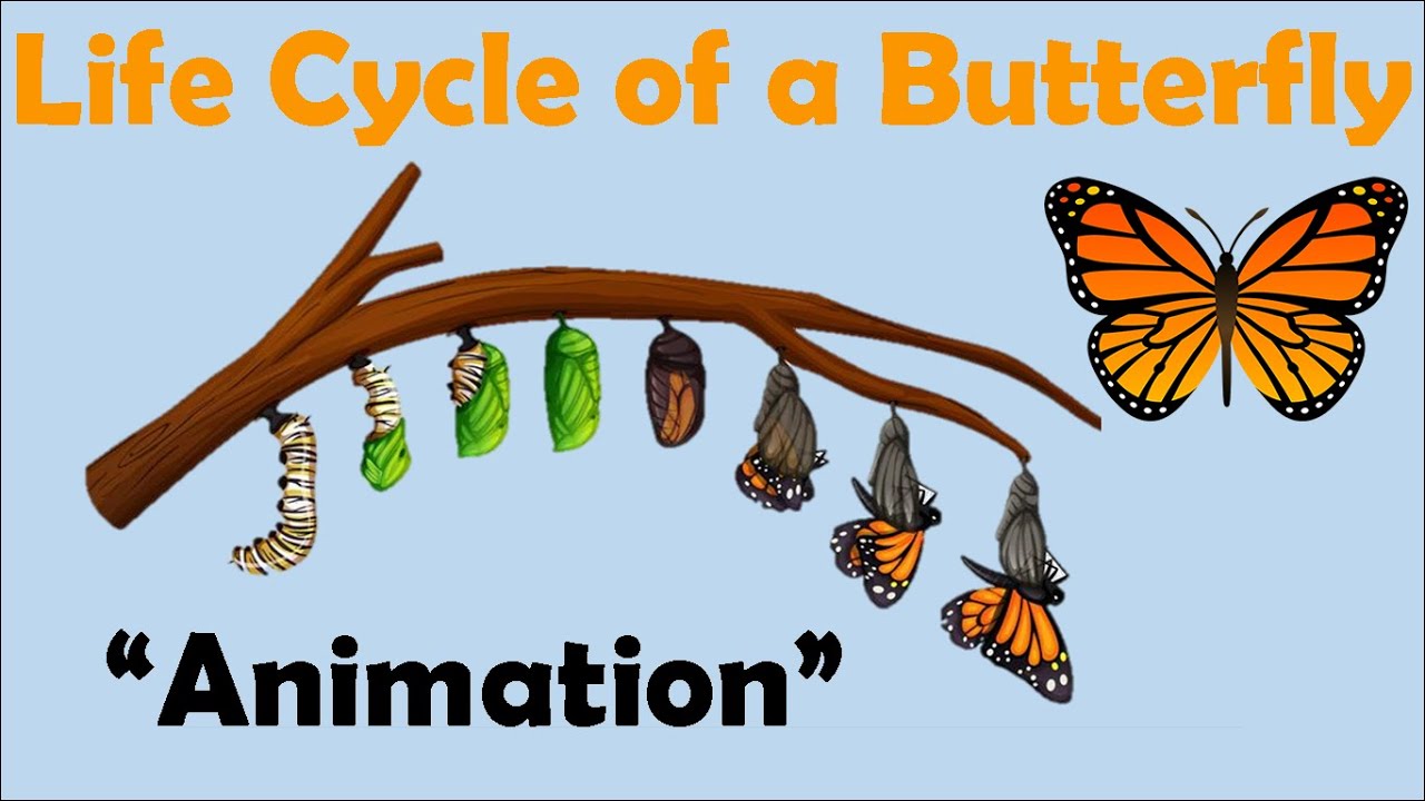 BUTTERFLY LIFE CYCLE  Animation  YouTube