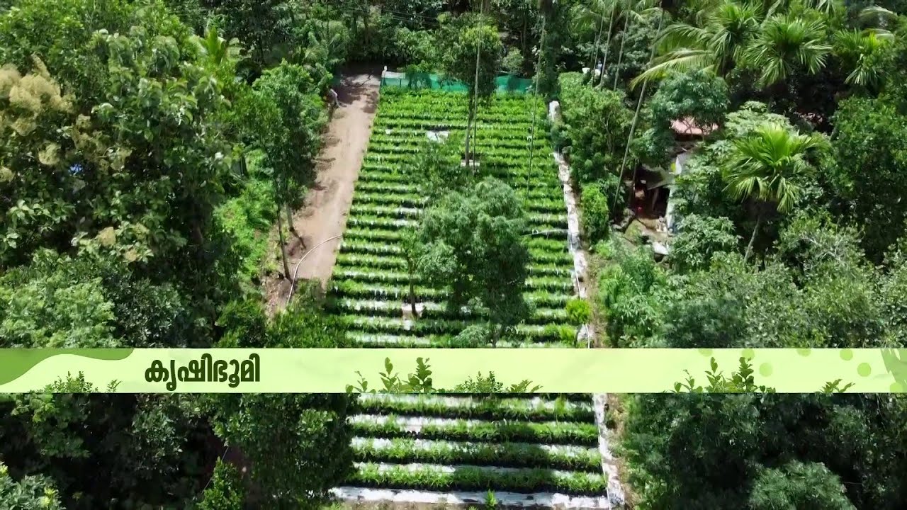 ​ഗ്രോബാ​ഗുകളിൽ ഇ‍ഞ്ചി കൃഷി! വയനാട്ടിലെ വിജയ​ഗാഥ | Ginger Farming | Krishi Bhoomi | Farming Tips