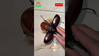 Brown Rhinoceros Beetle Flies Like A Helicopter