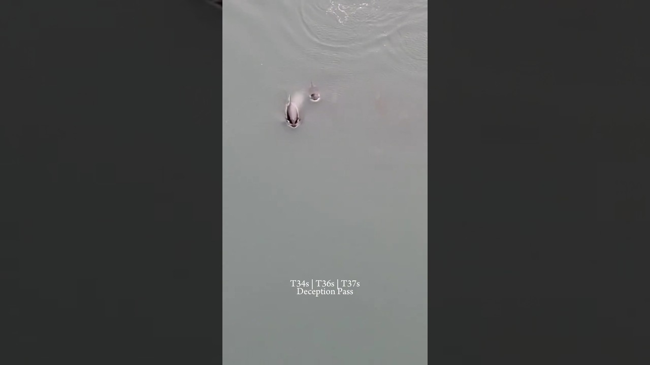 Last week’s orca encounters - featuring Transients and Northern Residents