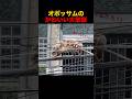 オポッサムの可愛い大家族 #shorts #動物