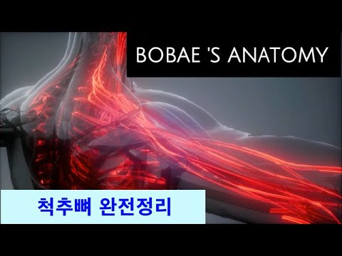 척추뼈 완전정리_목뼈(경추)~꼬리뼈(미추)까지