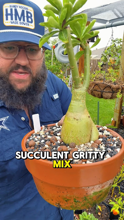 Quick Tip for Growing Healthy Desert Roses! #texasgarden #desertrose #adenium #texasgardeners