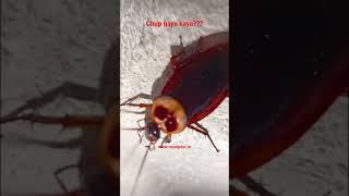 cockroach fear #pestcontrol  #viral #video #shorts #royalpestcontrol #youtubeshorts #youtube #women