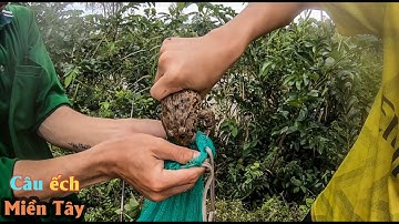 ANH TRAI MIỆT VƯỜN CÂU ẾCH MÙA NƯỚC NỔI | Miền Tây 66