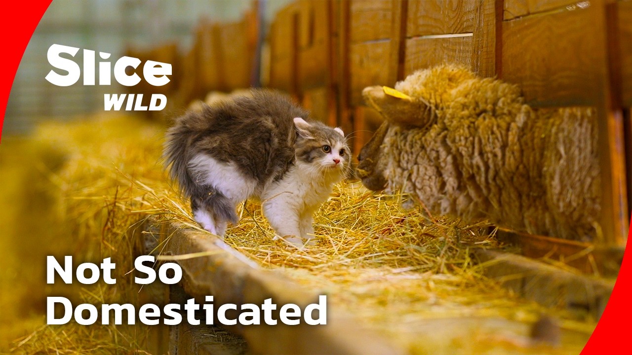 Kittenhood: The Wild Instincts of Domestic Cats I FULL DOC | SLICE WILD