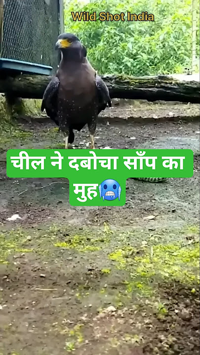 साँप ने किया चील पर हमला 😱 | Eagle vs Snake Fight | Wild Shot India #shorts @MrBeast