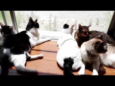 まどべの5匹の猫 200717