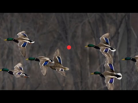 ShotKam İle Toz Çıkartan Ördek Avı Vuruşları - ShotKam Duck Hunting