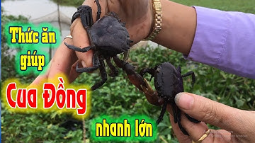 Chế Biến thức ăn cho Cua Đồng hiệu quả và nhanh lớn