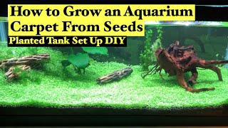 How to Grow Aquarium Carpet from Seeds: Planted a Tank Set Up DIY