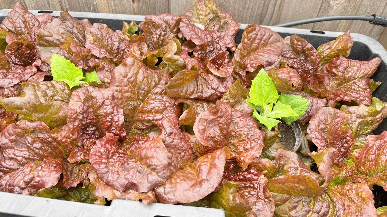 Thu Hoạch Xà Lách Đỏ, Xanh Giòn non chèo, trồng rau Kim Cương, cách chăm cải rổ 🇨🇦2028》Vườn Rau Việt