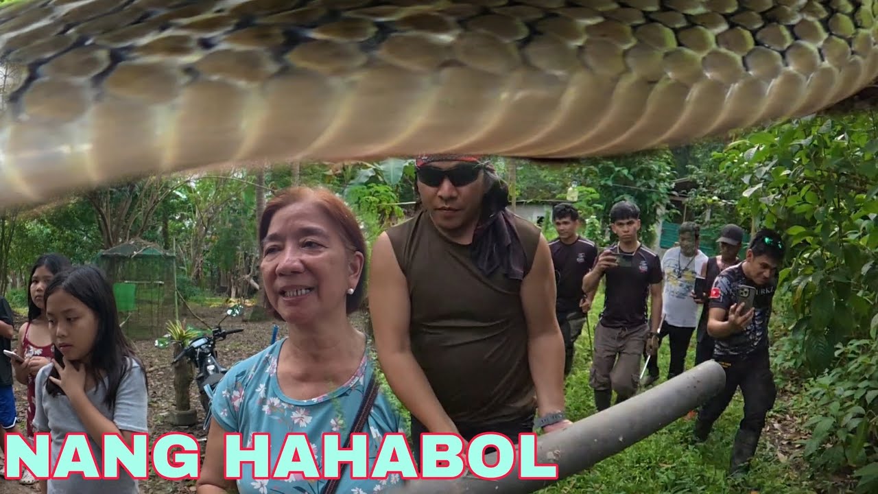 KING COBRA SA TUBO NANG HAHABOL NG BATA #cobraprince 