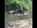 Adorable Baby Elephants Bathing Freely in the Wild 🐘💦