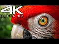 Wild Adventures in 4K Video | 4K HDR 120fps Dolby Vision