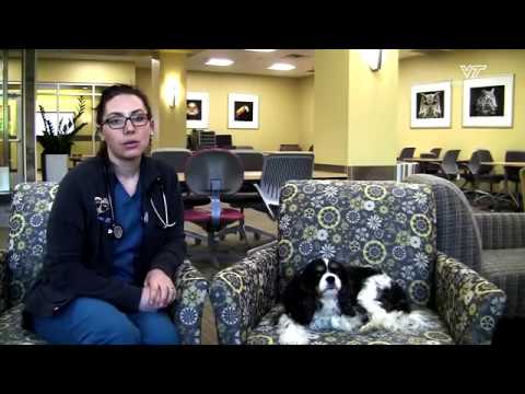 How to measure your dog's breathing rate.