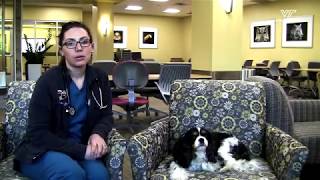 How to measure your dog's breathing rate.