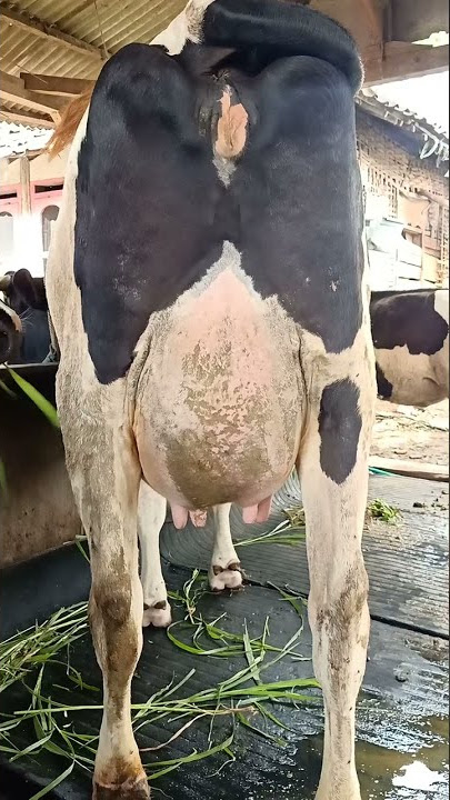 ciri ciri sapi perah bagus buat di pelihara