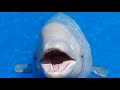 Cheerful Beluga Whale Approaches and Vocalizes | Tries to Communicate, Spits & Engages in Waterplay