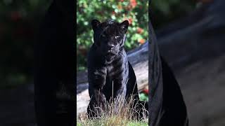 Is This The Most Beautiful Black Jaguar In The World? | Big Cats #Shorts