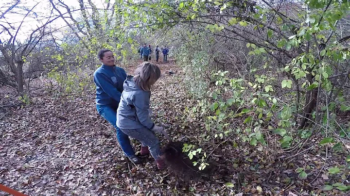 Invasive Plant Control
