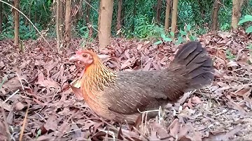 Tiếng gà mái rừng cục tác gọi trống mới nhất | Hoàng Thắng