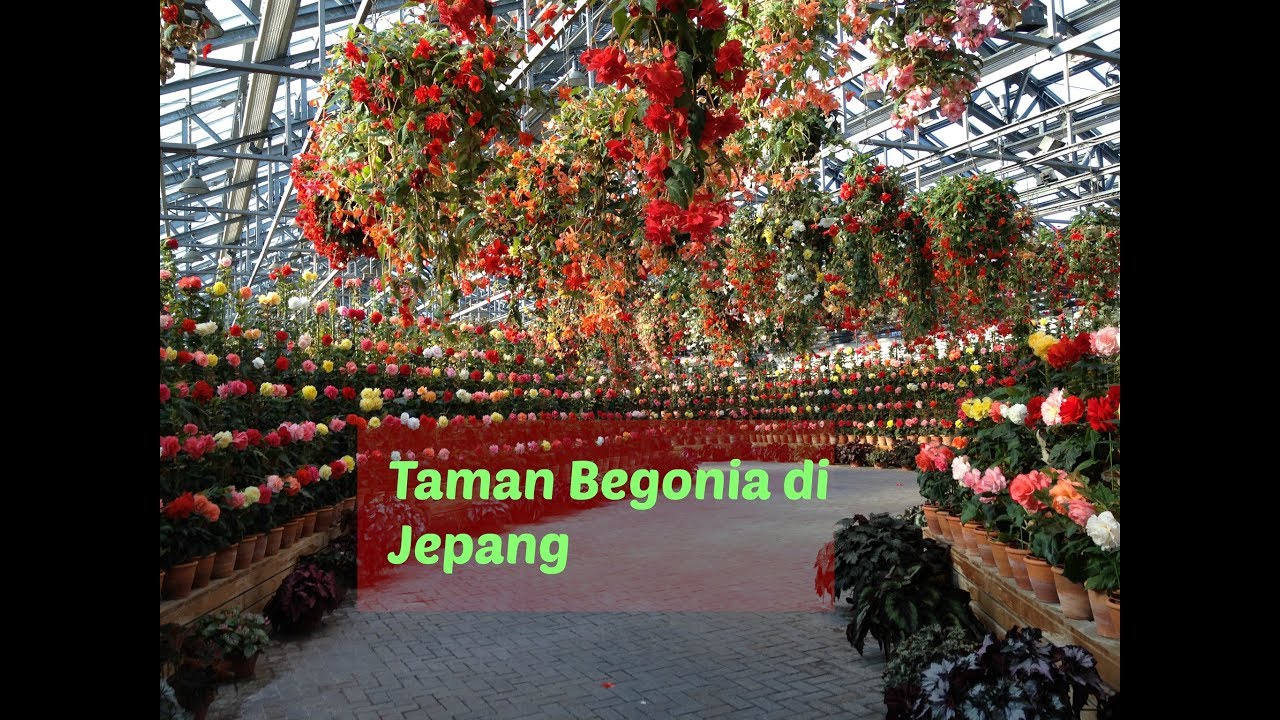  Taman  bunga Begonia di  Jepang  YouTube