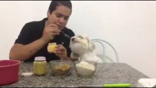 receita de biscoitos para cachorro