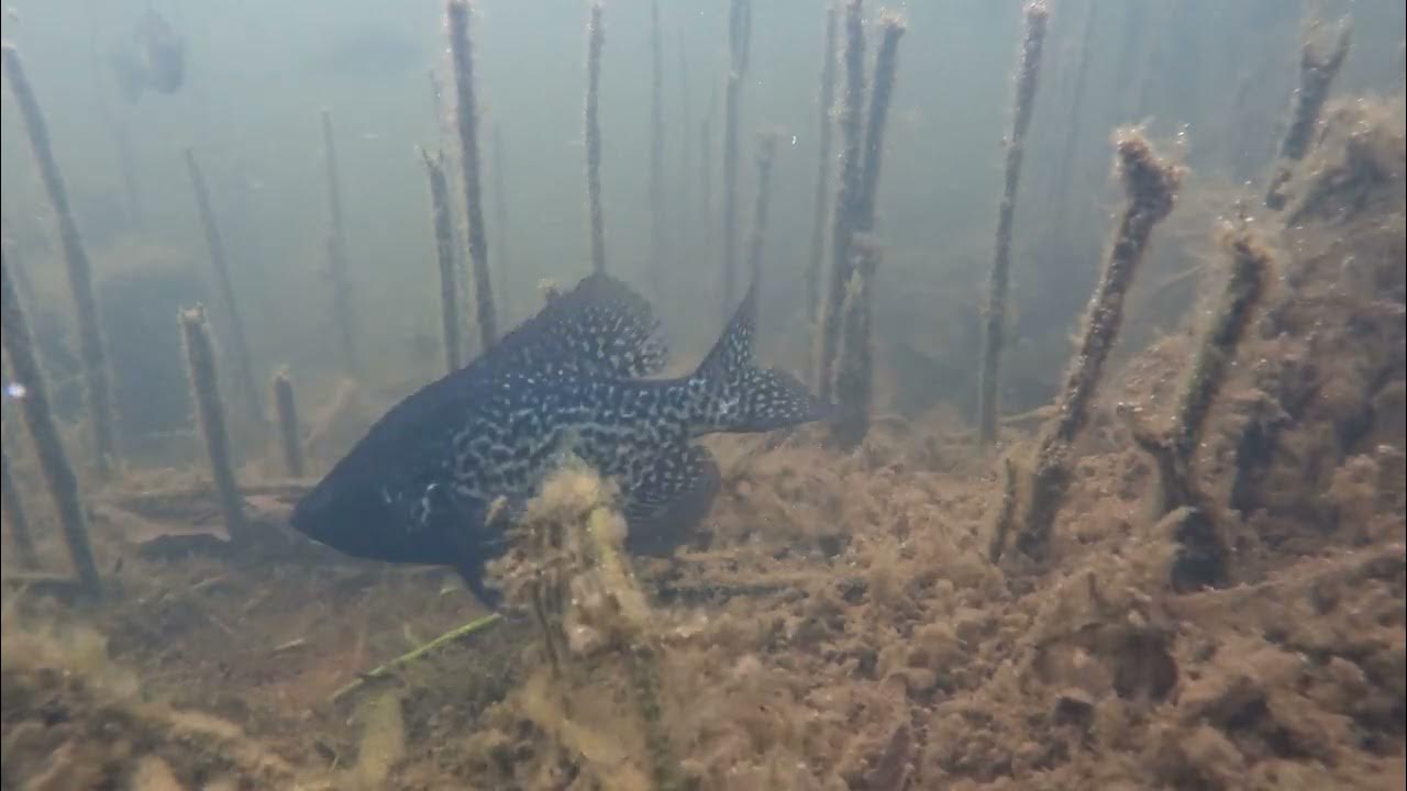 2023 Crappie Spawning Beds YouTube