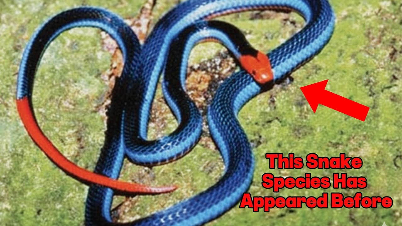 Wild Nature: This King Cobra Encounter Should Never Have Been Filmed!