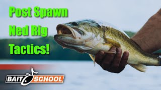 Proven Ned Rig Tactics for Post Spawn & Early Summer Largemouth - Bait School