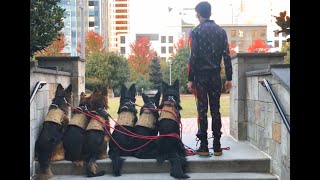 My Army of German Shepherds take over the city.