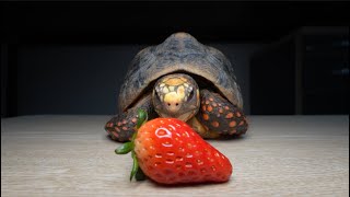 태어나서 처음으로 딸기를 본 거북이