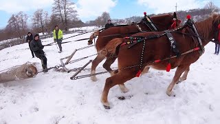 СИЛЬНА ПРОБА💣💣💣/КОНІ НА ПРОДАЖУ/ КОНІ ВАГОВОЗИ/ КОНІ В УКРАЇНІ