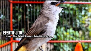 TRUCUKAN GACOR TARUNG ROPEL PANJANG Pancingan trucukan Agar Bunyi Jadikan Burung Trucuk Gacor Nyaut