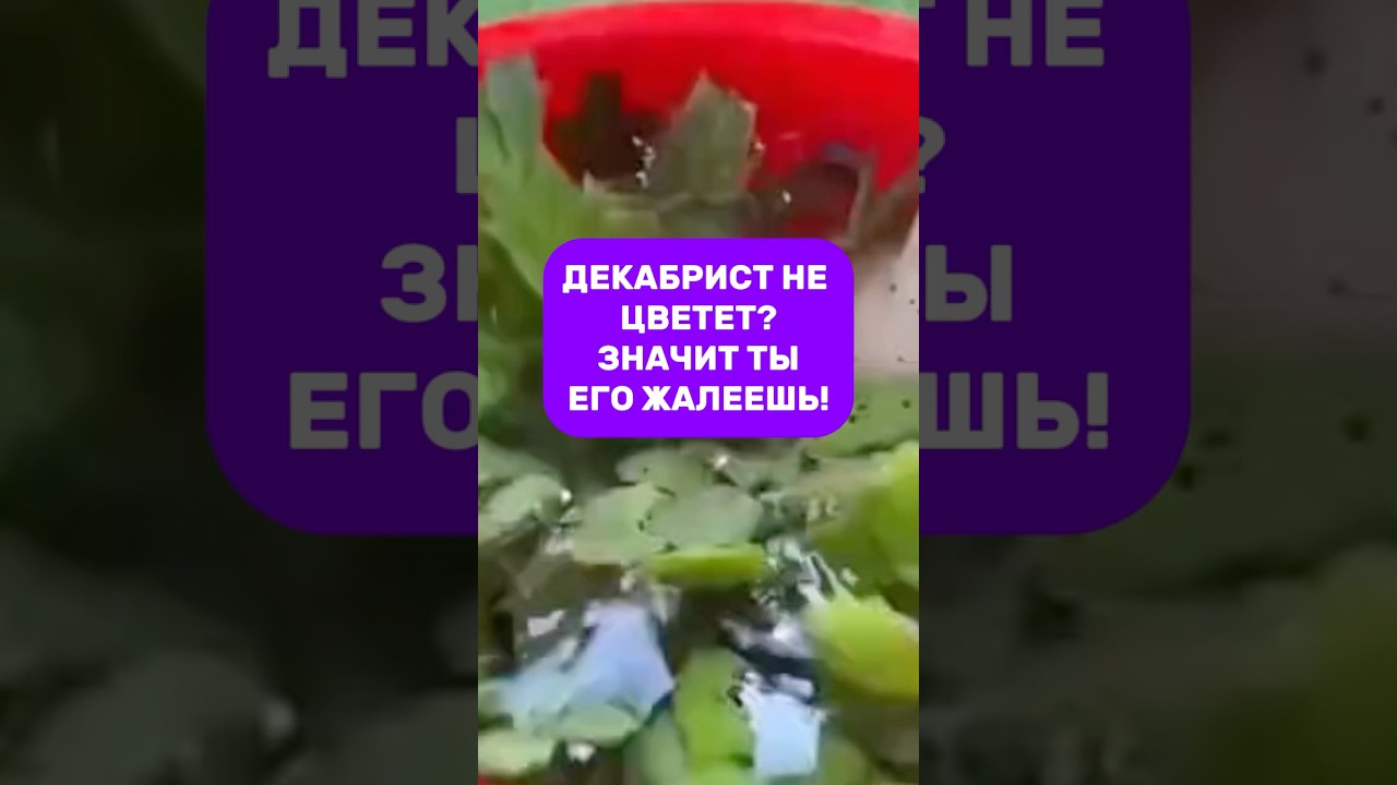 Артикул на то самое чудо-средство 291934334 (wb)