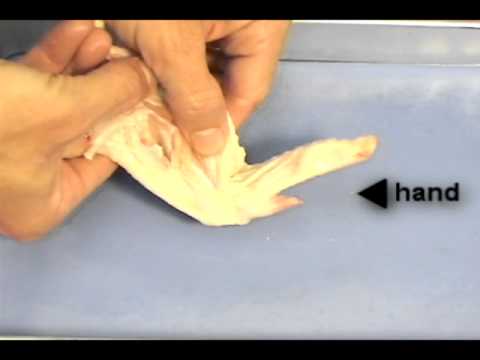 Chicken Wing Anatomy - YouTube muscle tendon diagram 