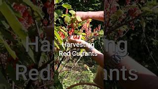 Peaceful  July Garden Harvest - Harvesting our Red Currants