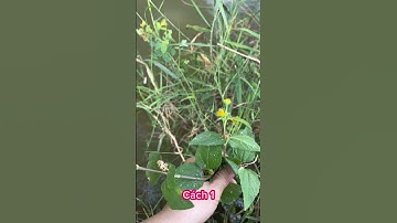 Cách chữa đau răng bằng cây cúc áo #nguyenmylien