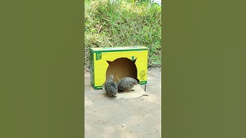 Simple Bird Trap - Quail Trap #easy bird trap #shorts