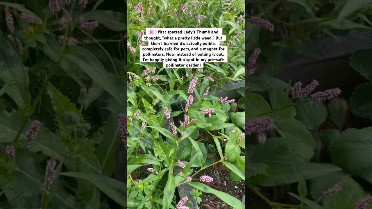 This edible plant grows in swampy spot in our yard.