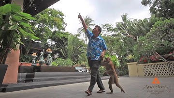 Anantara Bophut Koh Samui Resort & Spa - Monkey Business