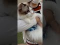 No dogs😿わんこが怖すぎて鳴いてる。#マカロンdaily #ragdolls #ラグドール #猫 #布偶猫 #shorts #猫の鳴き声