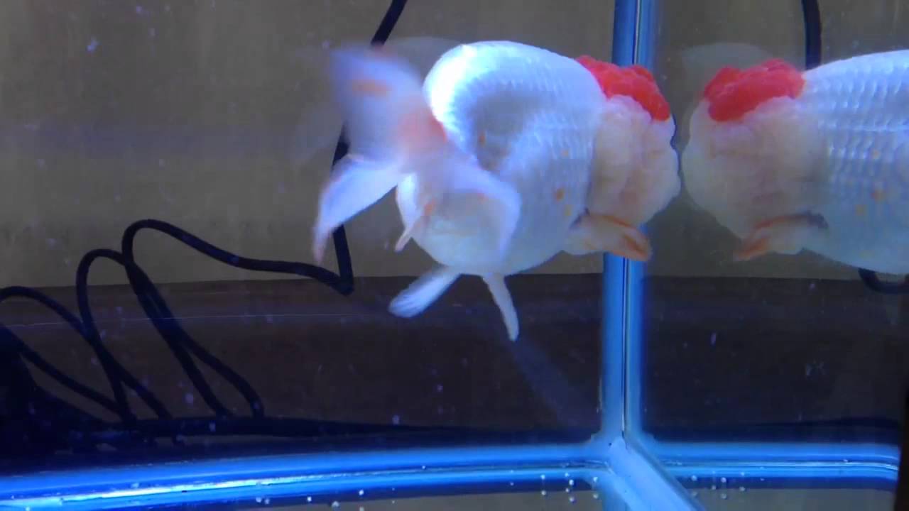 Chinese Ranchu on Koi Show 2012 - YouTube