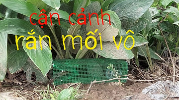 Vũ Trần TV...Trải nghiệm đặt rắn mối, cận cảnh rắn mối vào bẫy  /Săn bắt Hậu Giang/